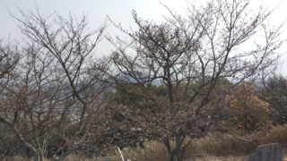 今年も、坂出の「桜」リポートです。